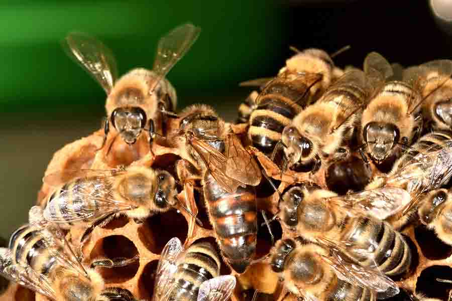 abeja reina de cerca