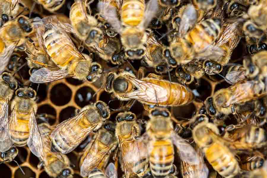 feromonas de abeja reina