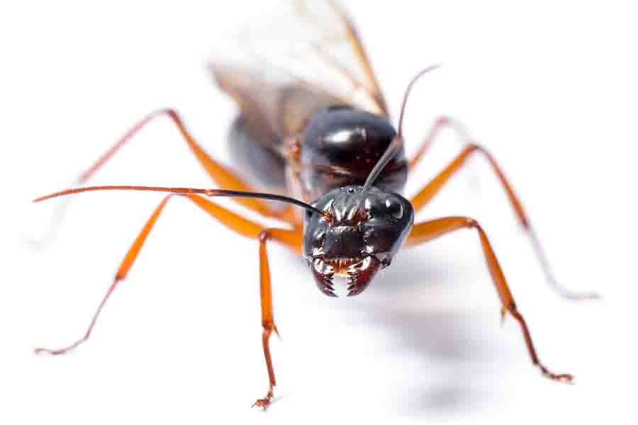 cara frontal de la hormiga reina con alas