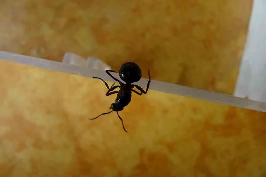 hormiga arrastrándose por la pared