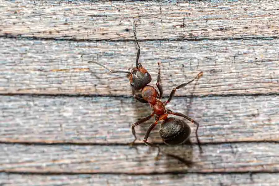 sola hormiga arrastrándose