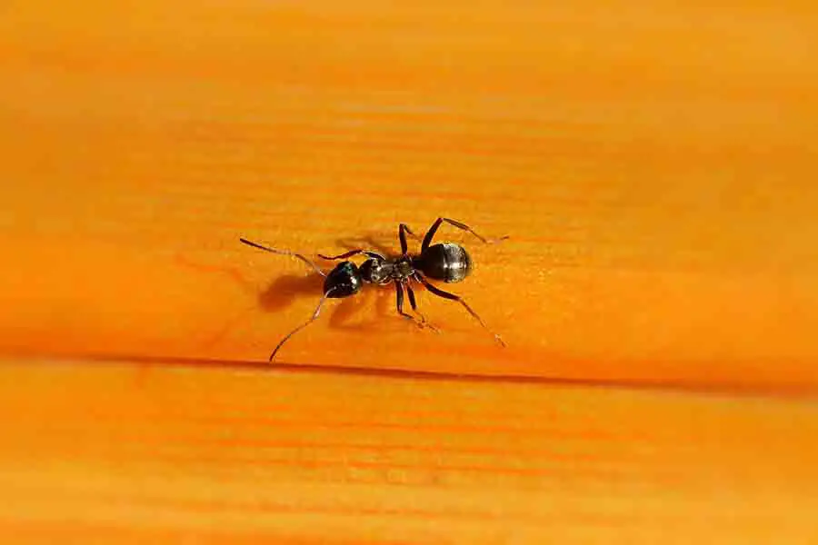 hormiga negra arrastrándose por la pared