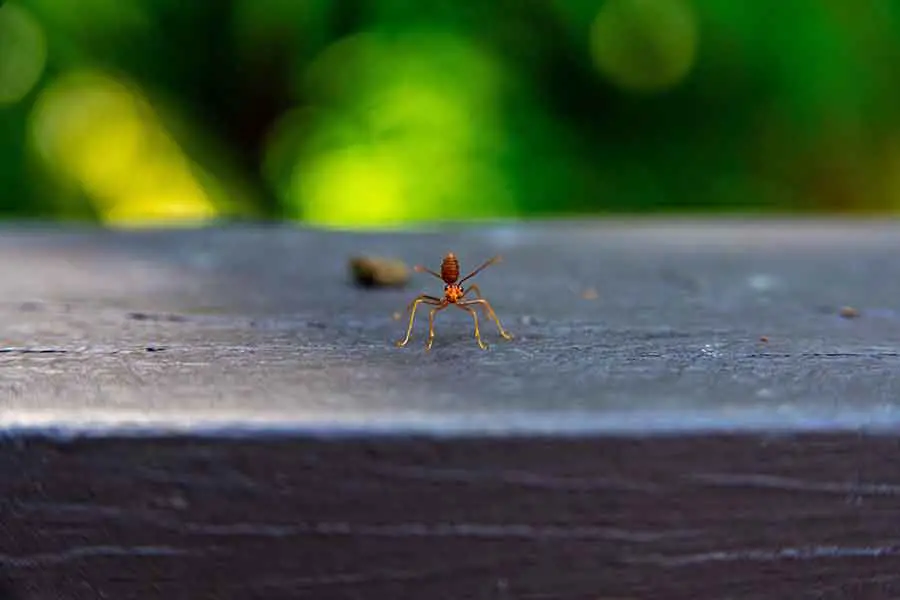 hormiga cae al suelo