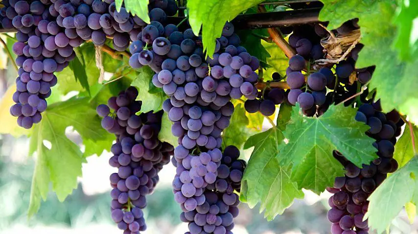 Las uvas son las frutas más peligrosas para los zorros, ya que les causan insuficiencia hepática y renal.