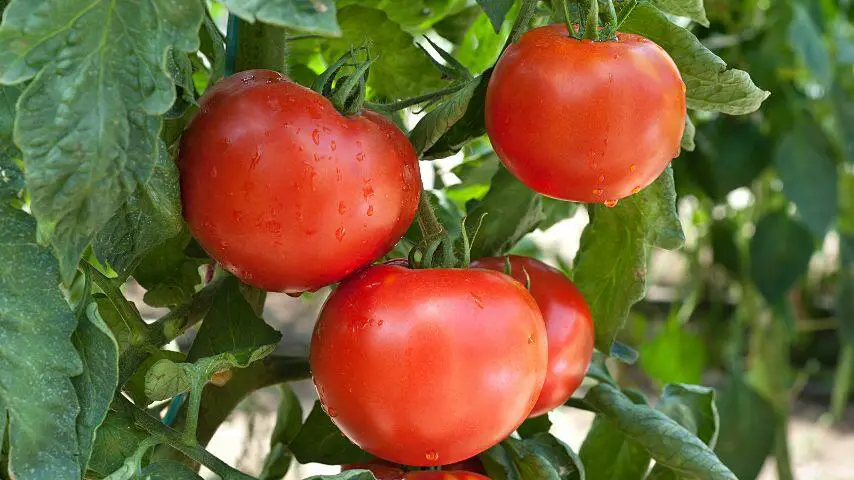 Los tomates también son frutas peligrosas para los zorros, ya que también les causan síntomas gastrointestinales.