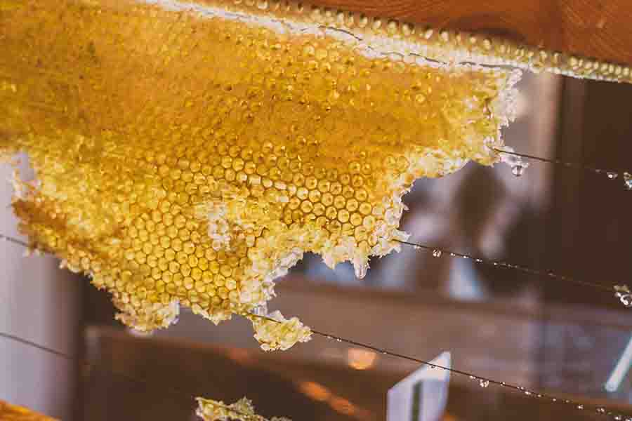 miel cosechada en panal