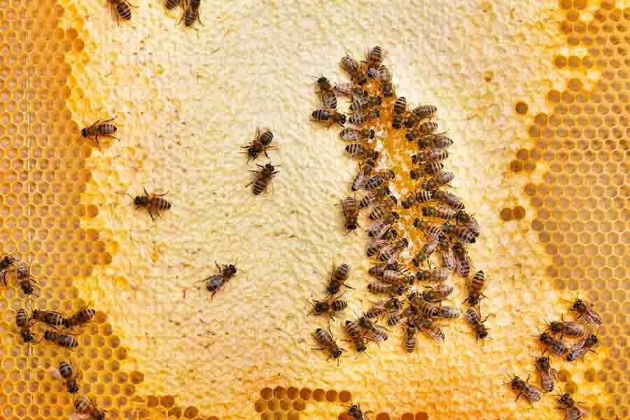 abejas de miel en panal