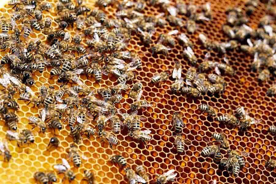 abejas-en-panal-dorado