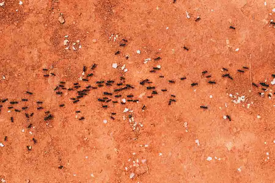 hormigas creando un sendero