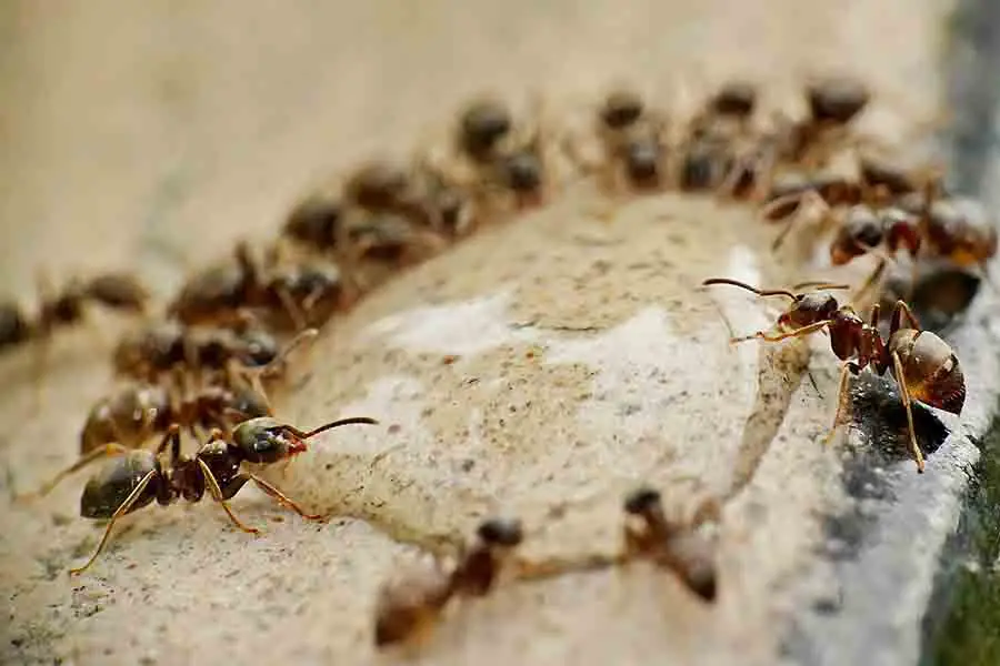 hormigas comiendo alimentos juntas