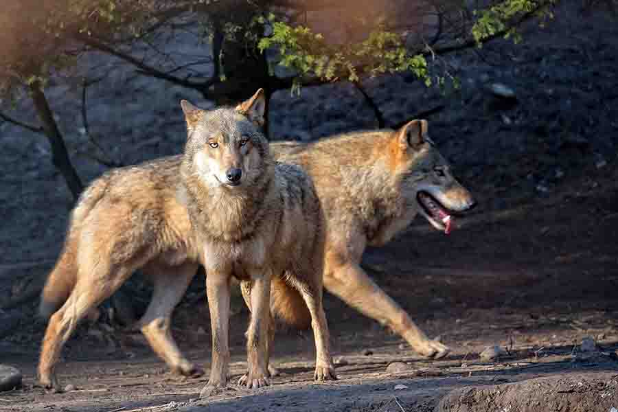 Cómo marcan los lobos a sus parejas? | animales inadaptados - Farmacia Cinca