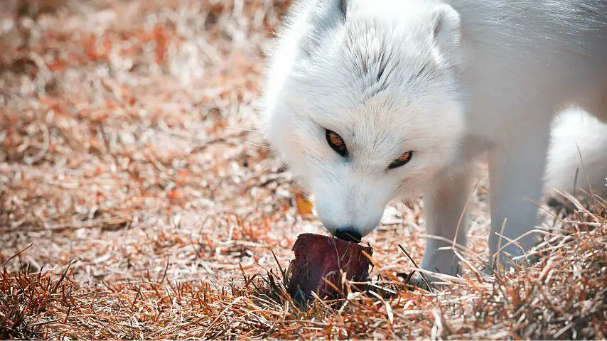 Cuando los zorros viajan, comen frutas, verduras y proteínas que encuentran en el camino.
