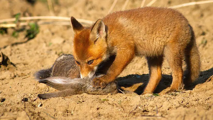 Como cazar pájaros puede llevar mucho tiempo, los zorros se centran en cazar conejos y jerbos, ya que son más pequeños que ellos.