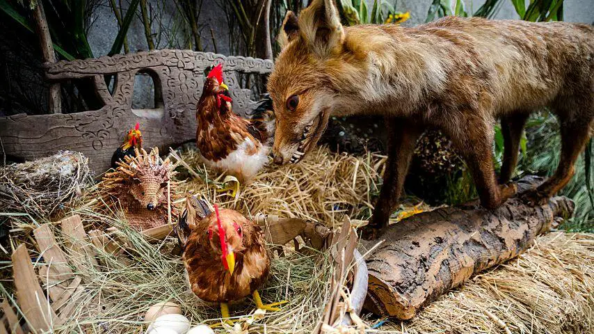 Los zorros pueden colarse en un gallinero y sacar a escondidas a una gallina