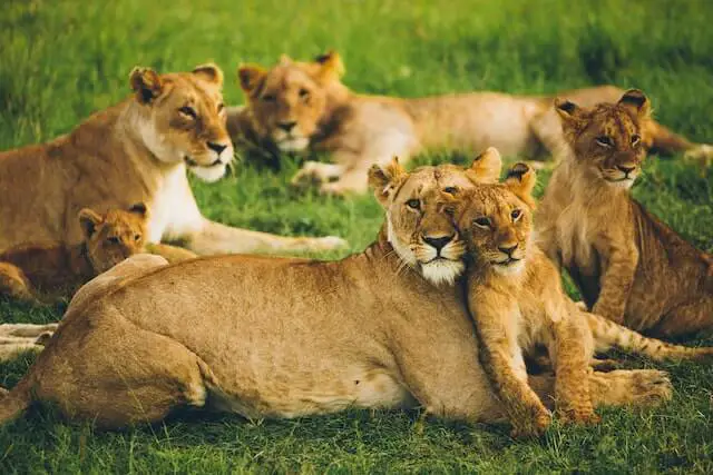 manada de leones descansando sobre la hierba