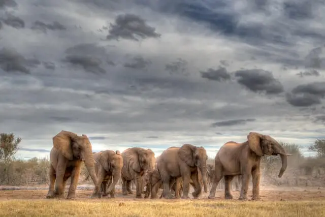 manada de elefantes en el campo