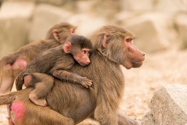 babuino cargando bebé en la espalda