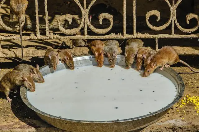 grupo de ratas bebiendo de un tazón