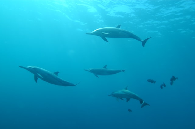 manada de delfines nadando bajo el agua