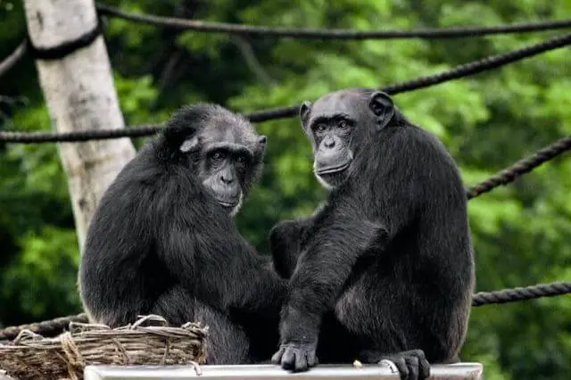 dos chimpancés sentados uno al lado del otro