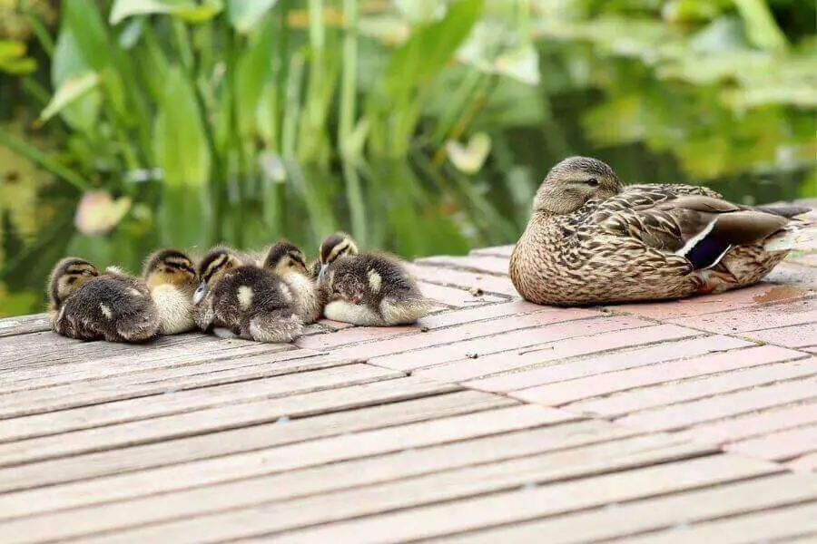 familia de patos durmiendo