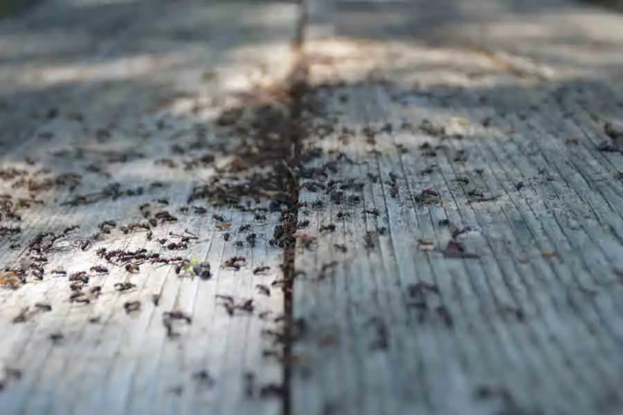 hormigas en el piso de madera