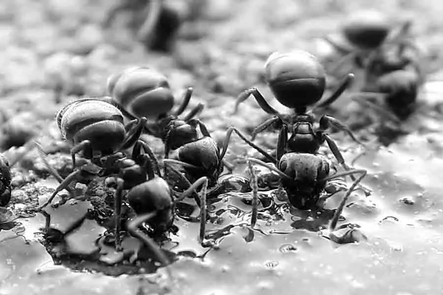 infestación de hormigas negras