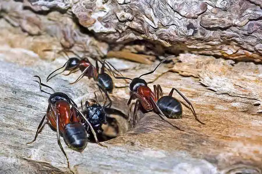 hormigas carpinteras en la rama de un árbol