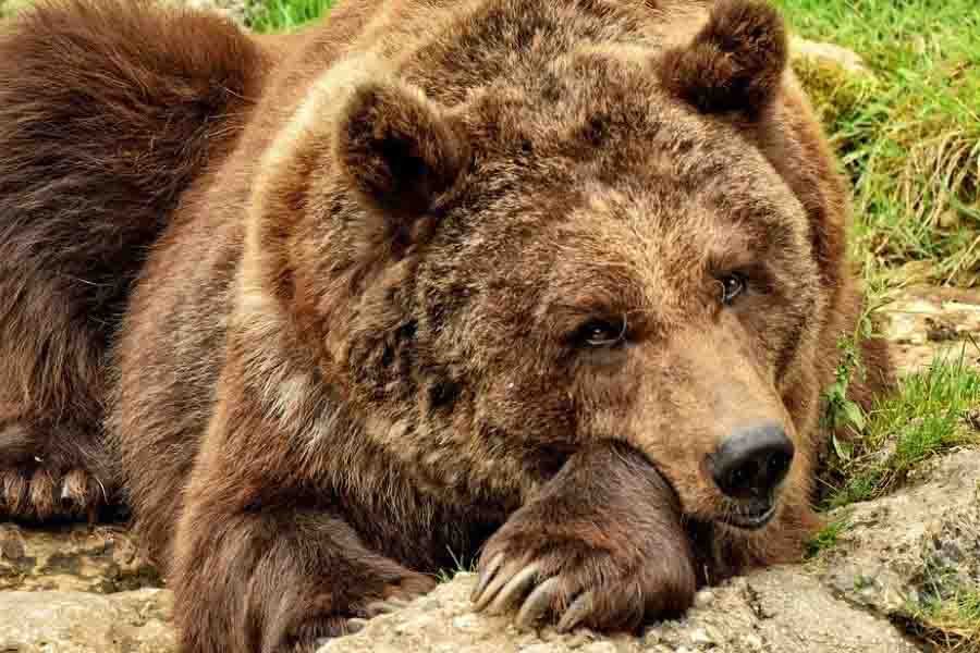 oso descansando mientras muestra sus garras