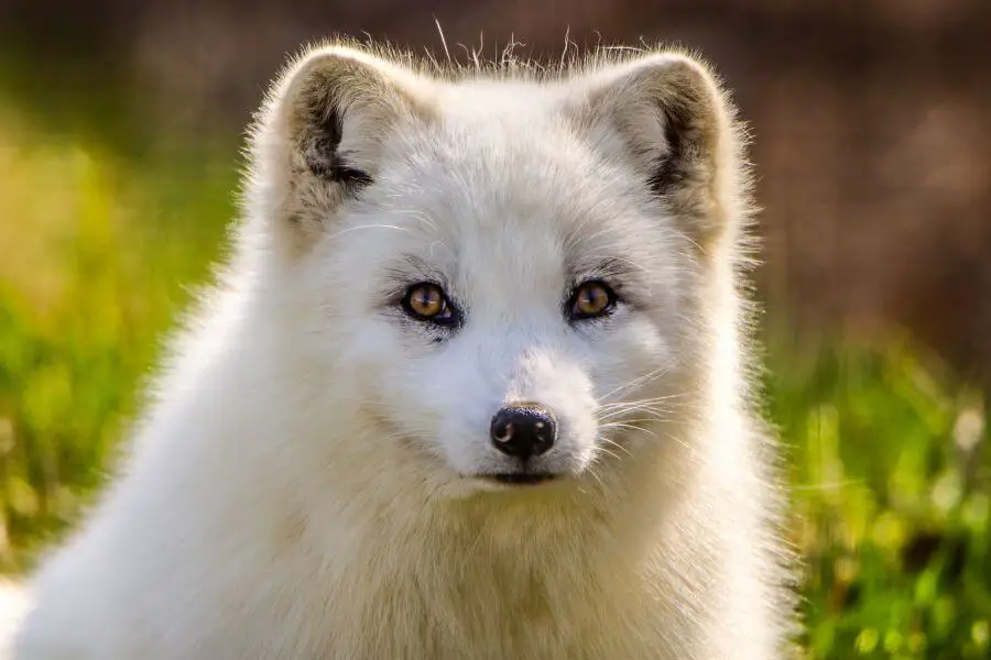 ¿Cuánto cuesta un zorro ártico?