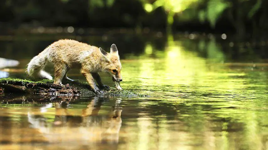 También se sabe que los zorros rojos se adentran en cuerpos de agua poco profundos para cazar cangrejos, camarones y peces.