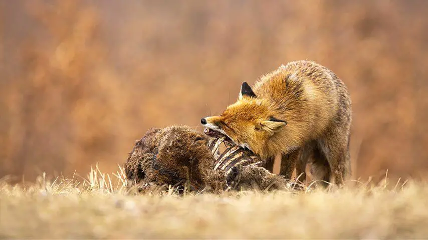 Como los zorros rojos también son carroñeros, están dispuestos a comerse los cadáveres dejados por los depredadores más grandes.