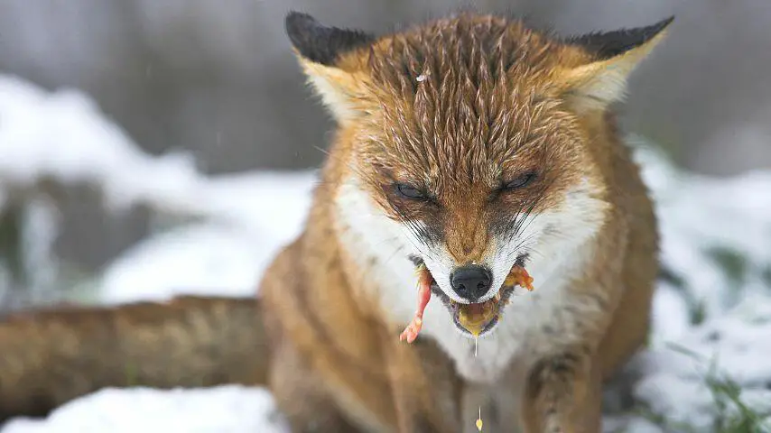 Un zorro rojo se mete el huevo entero en la boca y lo aplasta para poder disfrutar de su contenido