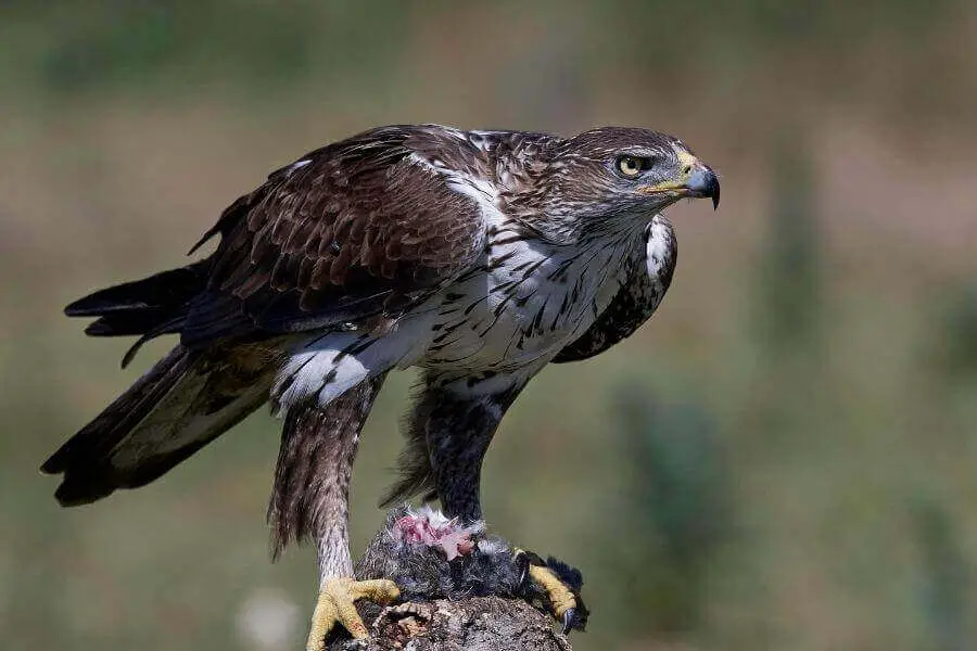 águila comiendo de su presa