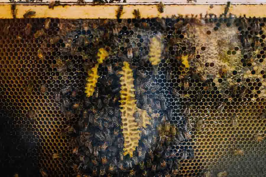 abejorros haciendo miel en la colmena