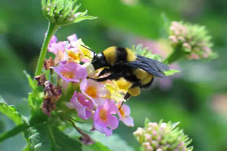 abejorro en una flor llena de polen