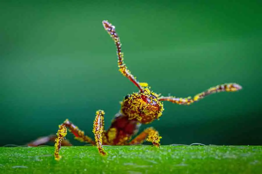 hormiga ayuda en la polinización