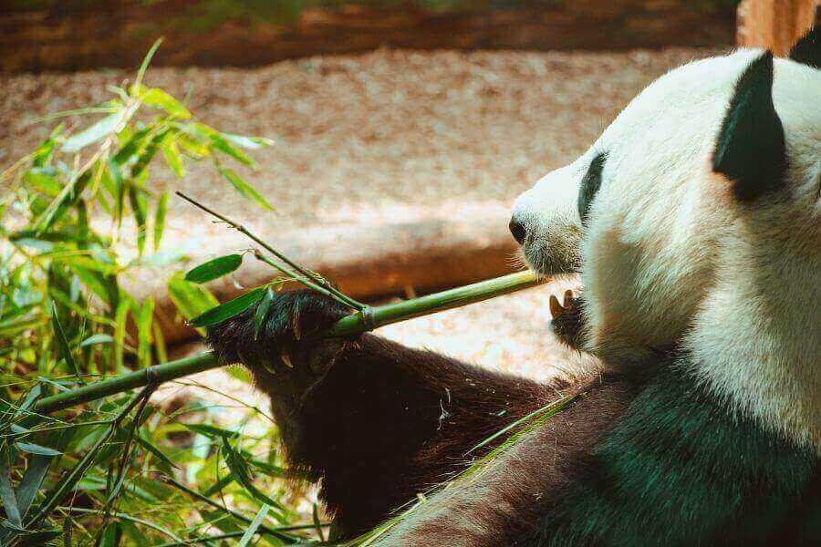 oso panda comiendo bambú