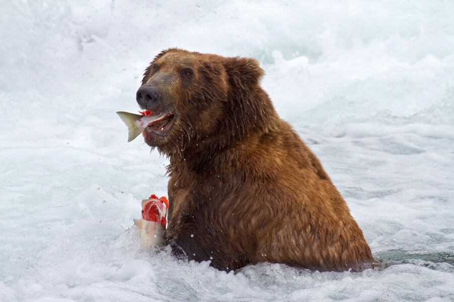 oso comiendo pescado en el rio