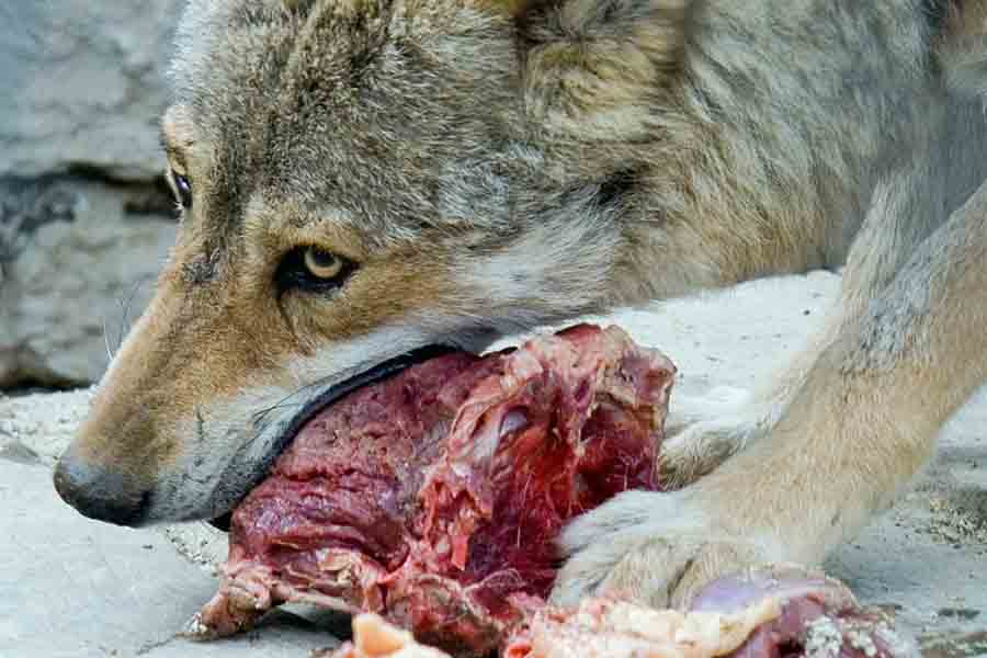 lobo gris comiendo