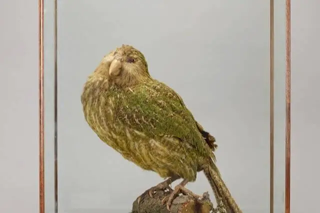 foto de cerca de un pájaro kakapo