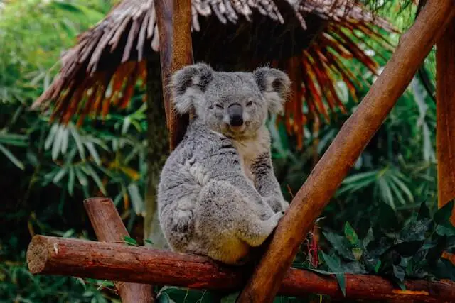koala soñoliento sentado en un árbol