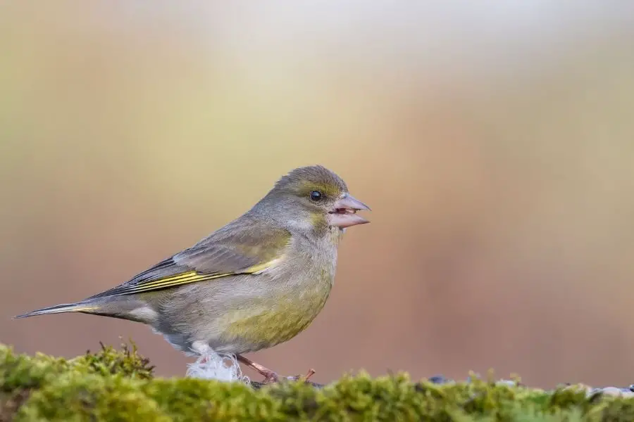 Pájaro cantor amarillo sentado en la rama