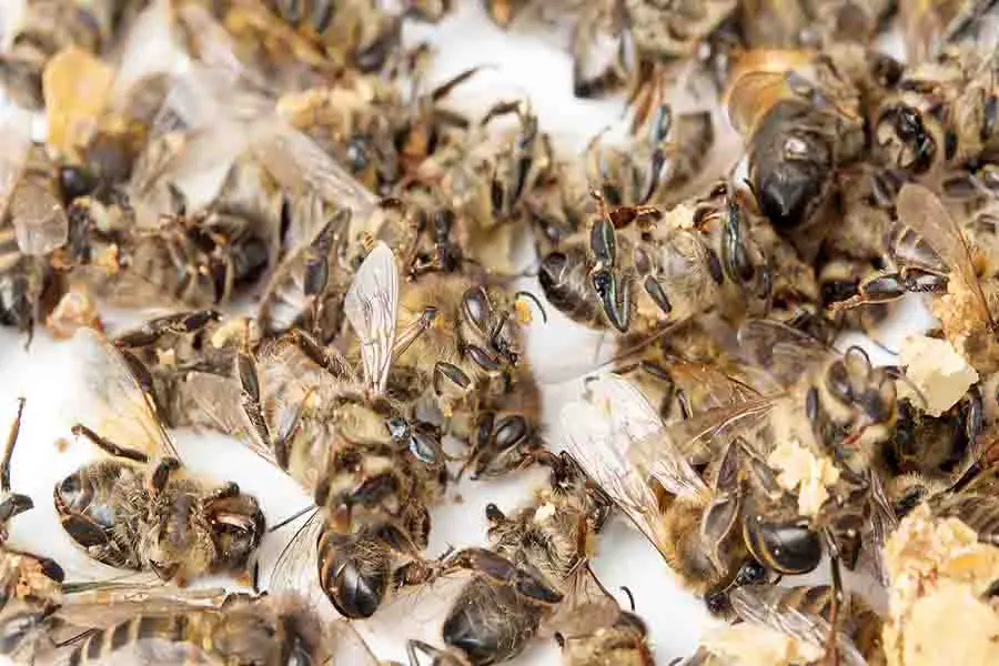 enjambre muerto de abejas obreras