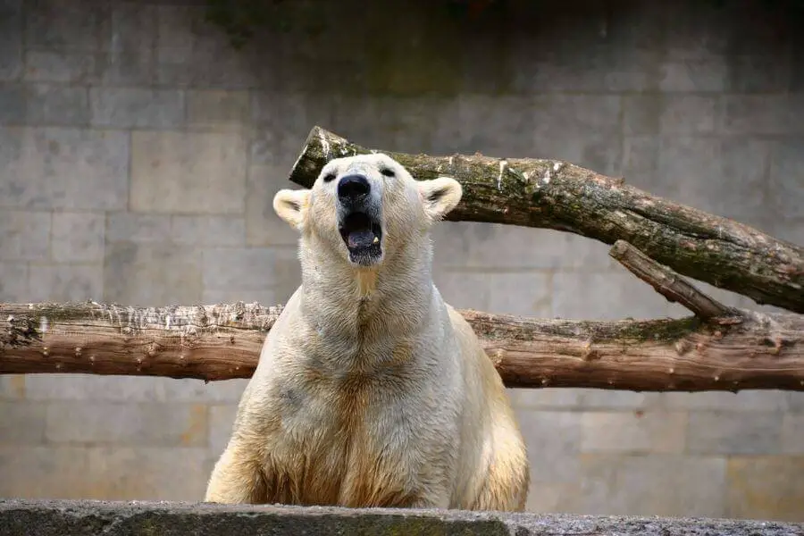 oso polar gruñendo