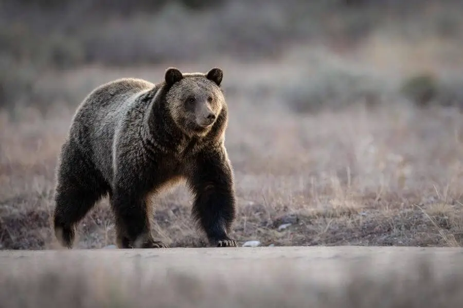 oso grizzly de pie sobre las cuatro patas