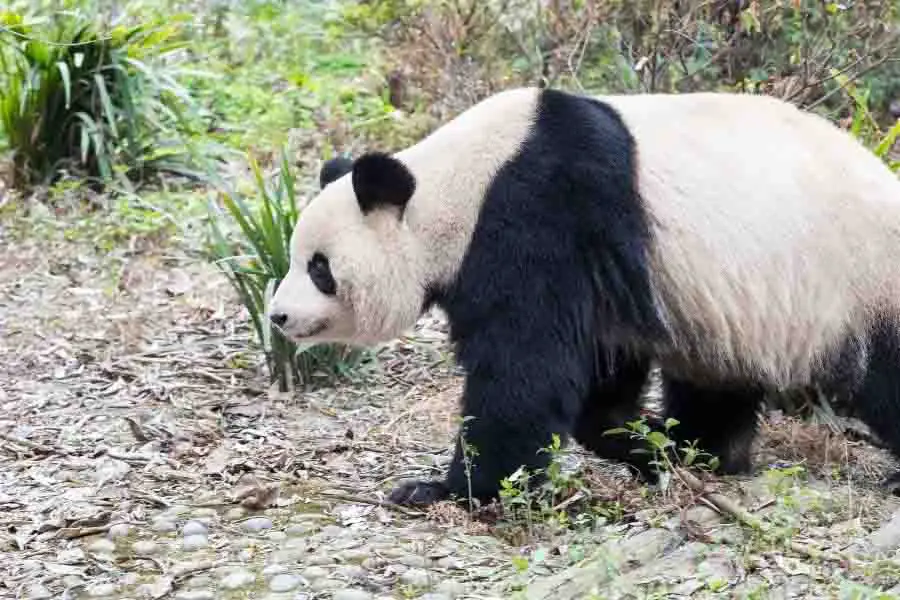 primer plano del oso panda gigante