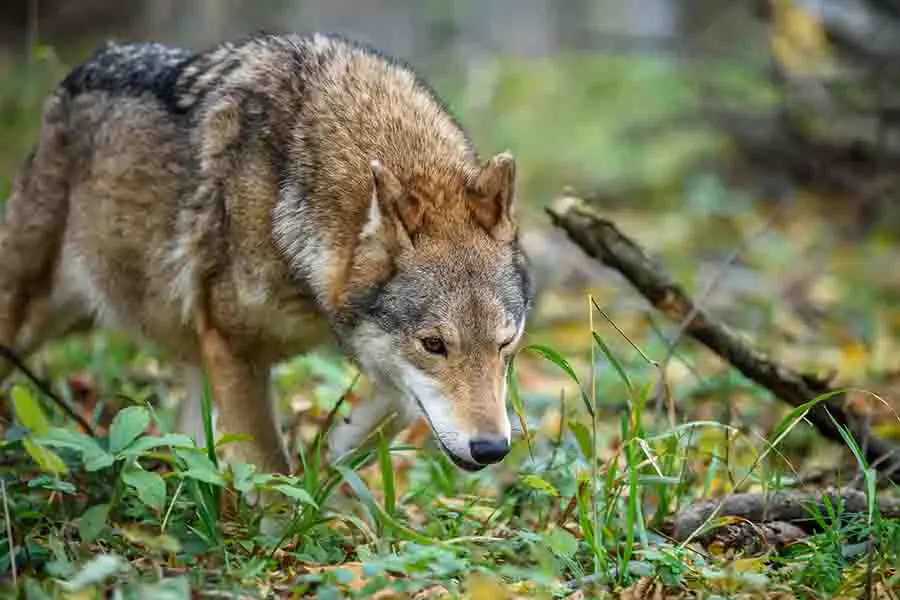 caza de lobos en el bosque de otoño