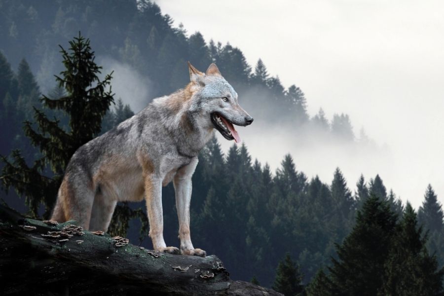 Lobo de las Montañas Rocosas del Norte