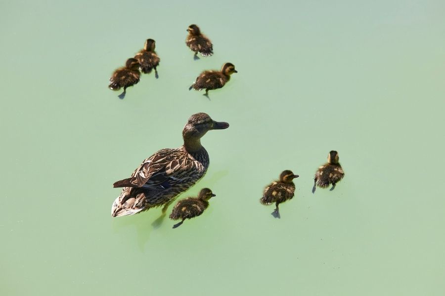 pato hembra con familia en un estanque